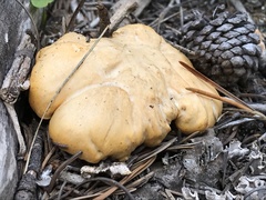 Cantharellus roseocanus