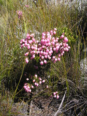Erica holosericea
