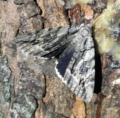 Catocala vidua