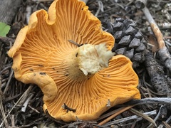 Cantharellus roseocanus