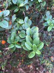 Streptosolen
