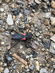 Purpuricenus humeralis