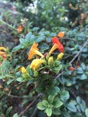 Streptosolen