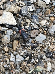 Purpuricenus humeralis