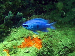 Chromis scotti
