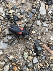 Purpuricenus humeralis