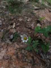 Cosmos diversifolius