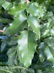 Berberis aquifolium