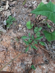Cosmos diversifolius