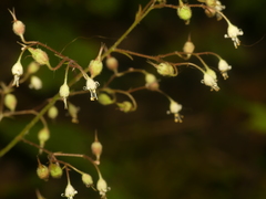 Heuchera glabra