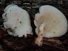 Leucocybe candicans