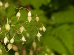 Heuchera glabra