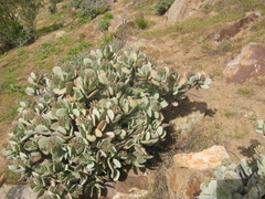 Crassula arborescens arborescens