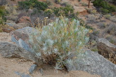 Senecio cinerascens