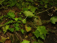 Heuchera glabra