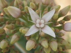 Crassula arborescens arborescens