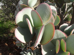 Crassula arborescens arborescens