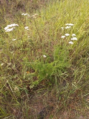 Achillea asiatica
