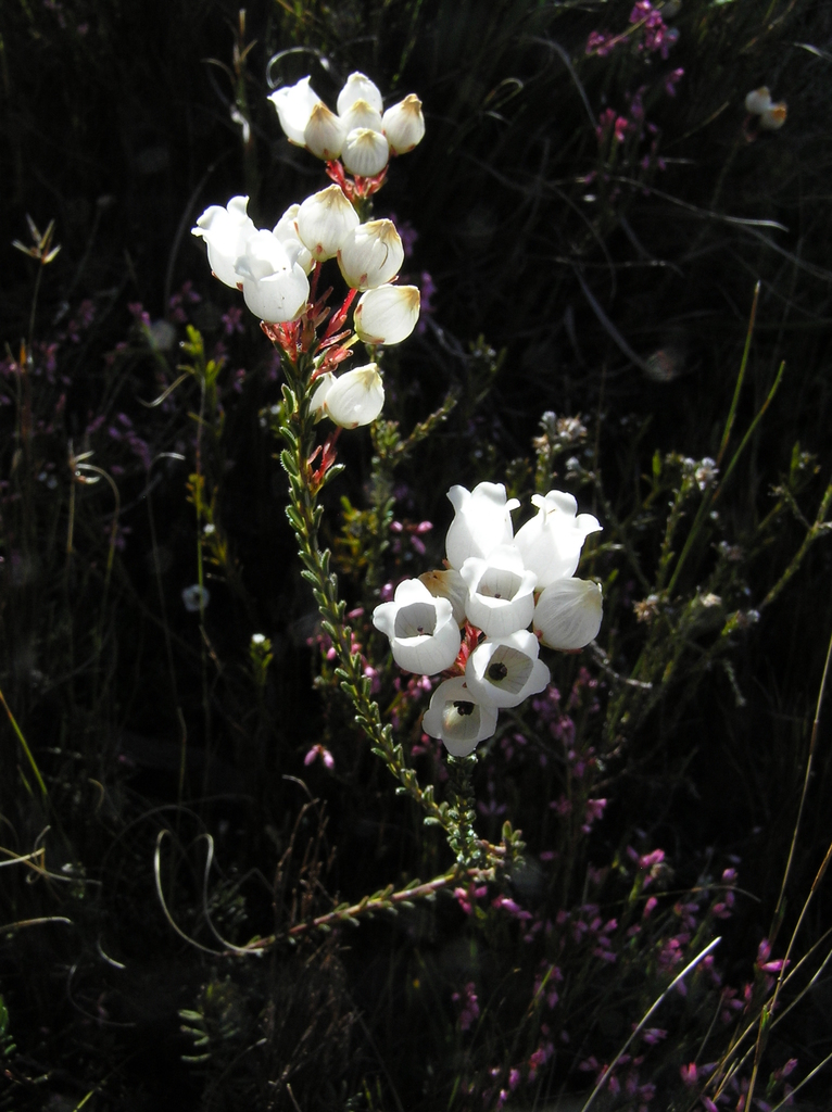 Erica odorata