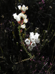 Erica odorata