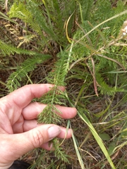 Achillea asiatica