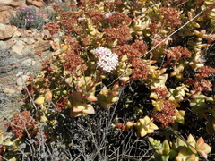 Crassula rupestris rupestris
