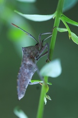 Coreinae