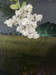 Lagerstroemia subcostata