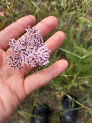 Achillea asiatica