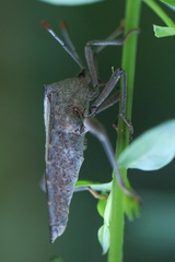 Coreinae