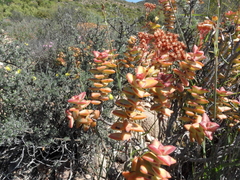 Crassula rupestris rupestris