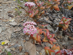 Crassula rupestris rupestris