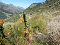 Liparia splendens splendens