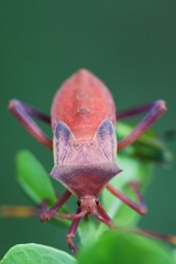 Coreinae