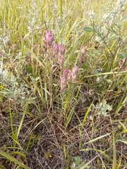 Castilleja rubra