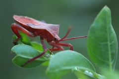 Coreinae