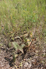Salvia dumetorum