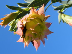 Liparia splendens splendens