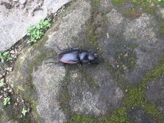 Odontolabis cuvera salvazae