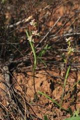 Disperis circumflexa aemula