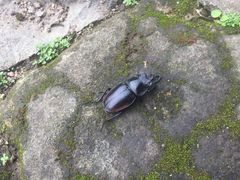 Odontolabis cuvera salvazae