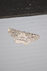 Stenoporpia pulmonaria