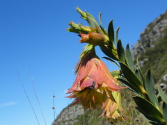 Liparia splendens splendens