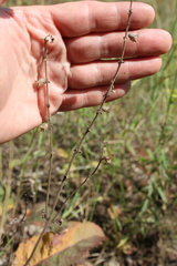 Salvia dumetorum