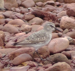 Calidris fuscicollis