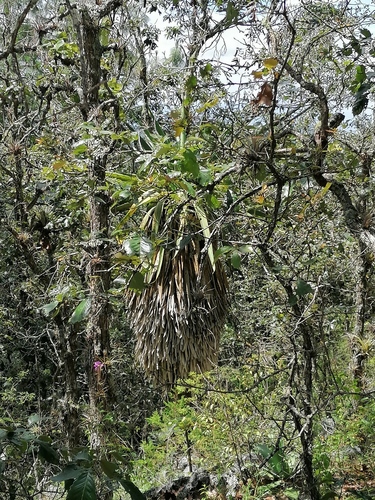Furcraea longaeva