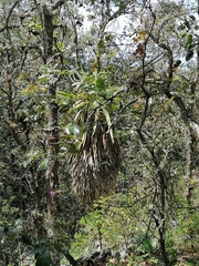 Furcraea longaeva