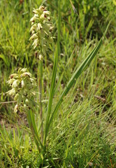 Orthochilus foliosus