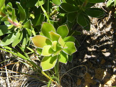 Leucadendron strobilinum