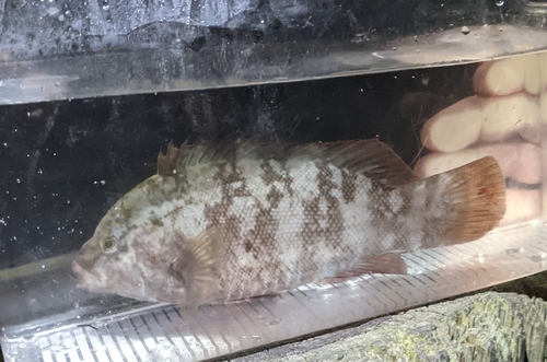 Tautog